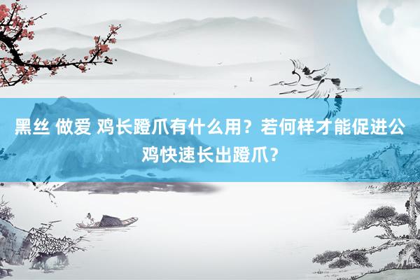 黑丝 做爱 鸡长蹬爪有什么用？若何样才能促进公鸡快速长出蹬爪？